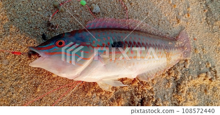 Kyusembera caught at dawn 108572440