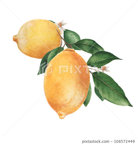 Composition with juicy watercolor lemons 108572449