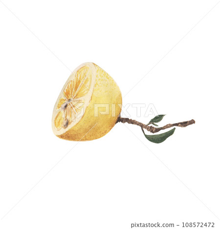 watercolor lemon on white background 108572472
