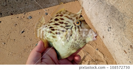 Filefish stomach appeal composition 108572730