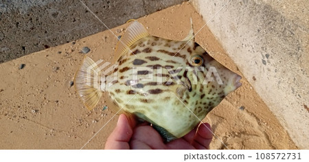 Filefish caught on a small beach 108572731