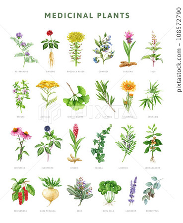 Medicinal herbs botanical set. Watercolor painted illustration. Hand drawn various medicinal plant collection. Ginseng, echinacea, lavender, eucalyptus, eleutero element set. White background 108572790