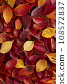Autumn leaves 108572837