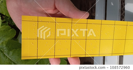 白粉蝨聚集成黃色 白粉蝨聚集成黃色 108572960