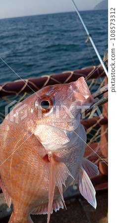 Catch a red sea bream with pliers 108573312