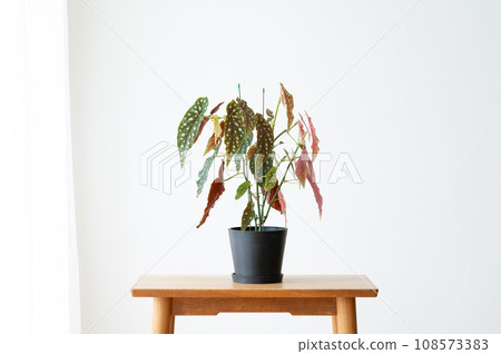 客廳裡的室內植物 108573383