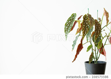 Houseplants in the living room 108573386