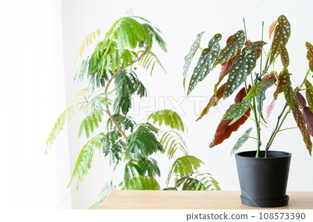 Houseplants in the living room 108573390