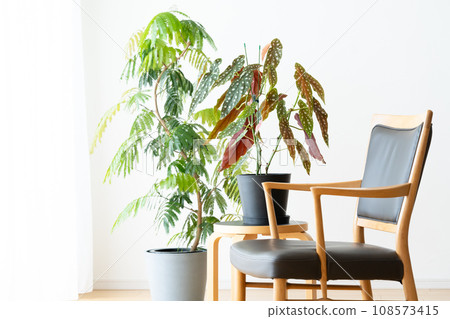 Houseplants and chairs in the living room 108573415