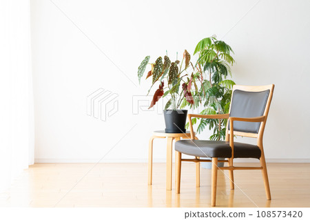 Houseplants and chairs in the living room 108573420