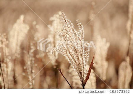 光芒四射的潘帕斯草，天狗高原（高知縣津野町） 108573562