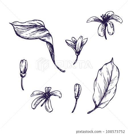 Lemon tree flowers, buds and leaves. Graphic botanical illustration hand drawn in blue ink. Set of isolated objects EPS vector. 108573752
