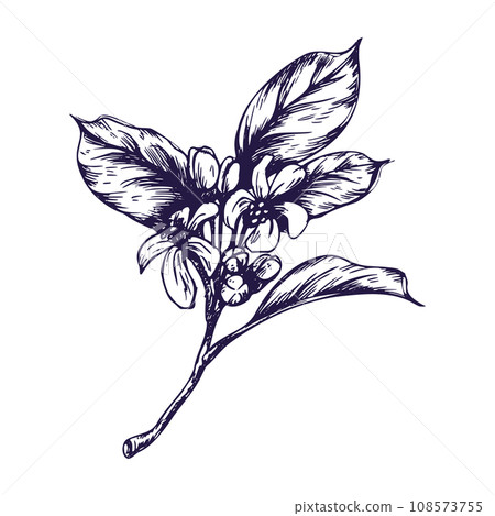 Lemon tree branch with flowers, buds and leaves.. Graphic botanical illustration hand drawn in blue ink. Set of isolated objects EPS vector. 108573755