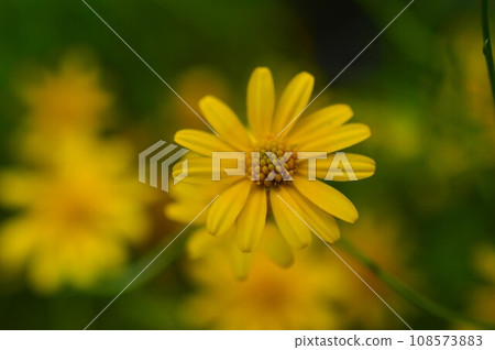 Arabesque shungiku (Karakusa shungiku) 108573883