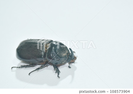 close up of rhinoceros crawling isolated on white background 108573904