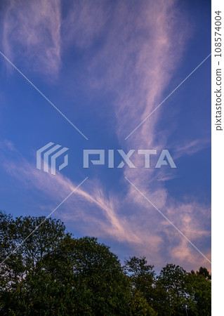 Evening cloudscape with trees. White high-level cirrus clouds with pink tint against a blue sky. Portrait orientation. Evening cloudscape with trees. White high-level cirrus clouds with pink tint against a blue sky. Portrait orientation. 108574004