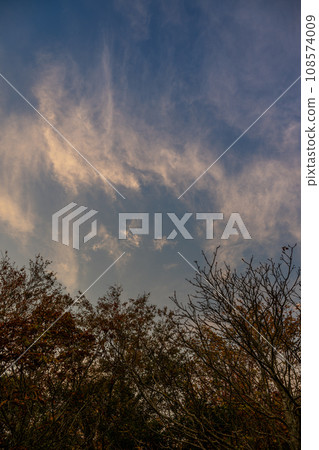 Evening cloudscape with trees. White high-level cirrus clouds with yellow tint against a blue sky. Portrait orientation. 108574009