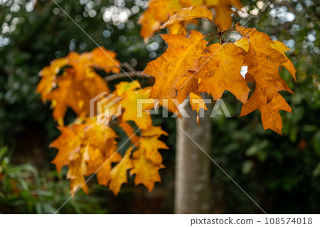 Autumn (fall) scene in England with colorful yellow leaves on a tree. 108574018