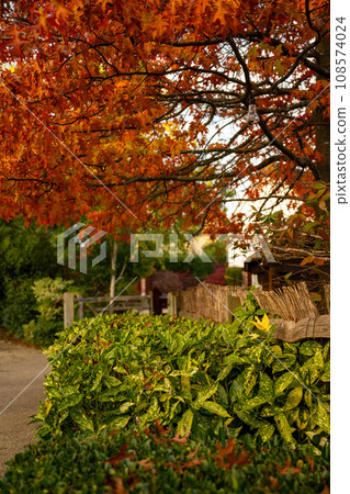 Autumn (fall) scene in England with colorful red leaves on a tree and a bush with variegated foliage. Autumn (fall) scene in England with colorful red leaves on a tree and a bush with variegated foliage. 108574024