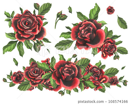 Red-black rose flowers with green leaves and buds, chic, bright, beautiful. Hand drawn watercolor illustration. Set of isolated compositions on a white background, for decoration and design 108574166