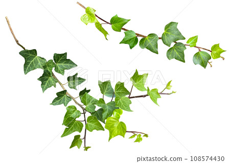 Ivy leaf cutout (png background transparent) 108574430