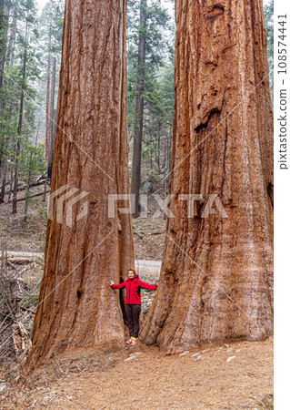 Tourist standing between giant sequoias in Yosemite National Park in California 108574441