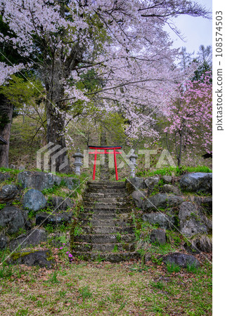 [燈行山]稻荷神社的鳥居與櫻花[北安地區白馬村] 108574503