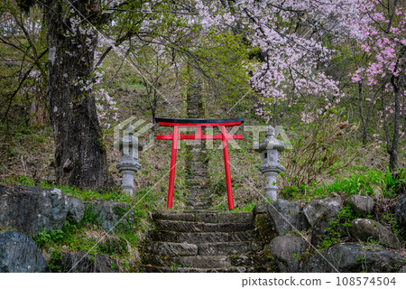 [燈行山]稻荷神社的鳥居與櫻花[北安地區白馬村] 108574504