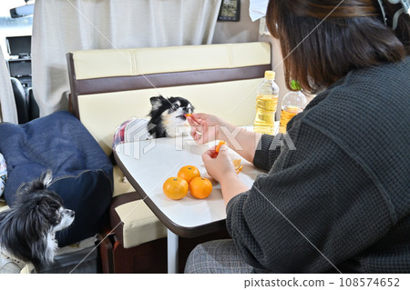 Chihuahua eating mandarin oranges Camping van trip Inside the car Chihuahua eating mandarin oranges Camping van trip Inside the car 108574652
