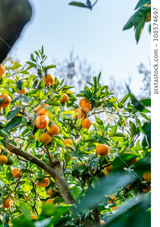 fruit on a tangerine tree fruit on a tangerine tree 108574697