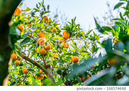 fruit on a tangerine tree fruit on a tangerine tree 108574698