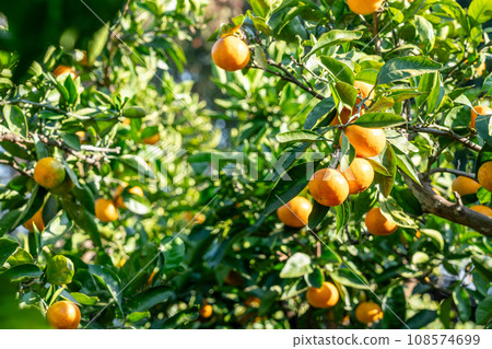 fruit on a tangerine tree fruit on a tangerine tree 108574699