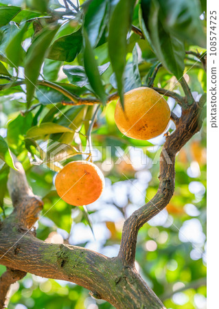 橘子樹上的果實 108574725