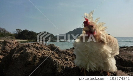 Exploring the area with chickens Exploring the area with chickens 108574841