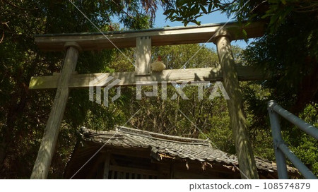 與雞一起探索該地區 與雞一起探索該地區 108574879