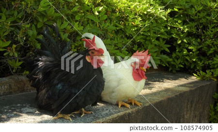 與雞一起探索該地區 108574905