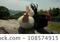 Exploring the area with chickens 108574915