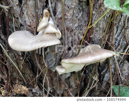 Oyster mushroom (Ogata Village, Akita Prefecture, 10/23) Growing from a withered pine tree Oyster mushroom (Ogata Village, Akita Prefecture, 10/23) Growing from a withered pine tree 108574994