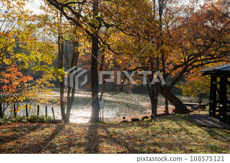 Torinuma Park, an autumn park where fallen leaves dance 108575121
