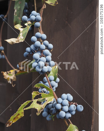 Fruit of Aotutsurafuji 108575196