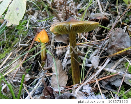 Akayamatake (Shimohama Katsurane, Akita City, 10/24) Akayamatake (Shimohama Katsurane, Akita City, 10/24) 108575333