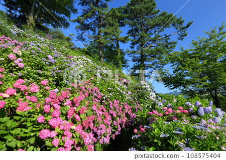 Shimoda Park, Shimoda City, Shizuoka Prefecture. Hydrangeas fill the slope, which is the main attraction of this famous hydrangea spot overlooking the city of Shimoda. 108575404