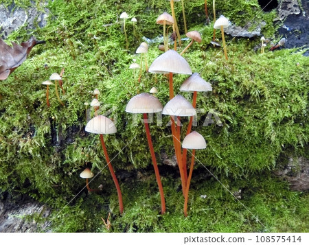 赤鹽岳(秋田縣湯澤市大安鄉,10/31) 赤鹽岳(秋田縣湯澤市大安鄉,10/31) 108575414