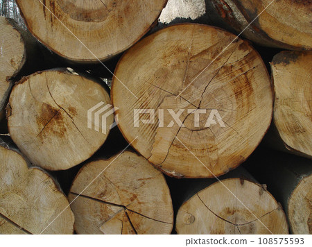 Trees, background and group of log wood in nature for deforestation, sustainability and timber industry. Closeup, ring patterns and circle textures of stump in environment, ecology or lumber resource Trees, background and group of log wood in nature for deforestation, sustainability and timber industry. Closeup, ring patterns and circle textures of stump in environment, ecology or lumber resource 108575593