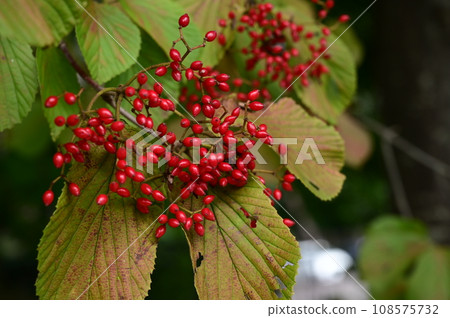 Viburnum (Viburnum family) Viburnum genus Viburnum (Viburnum family) Viburnum genus 108575732