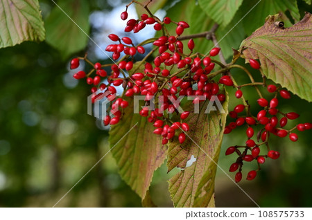 Viburnum (Viburnum family) Viburnum genus Viburnum (Viburnum family) Viburnum genus 108575733