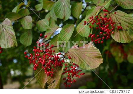 Viburnum (Viburnum family) Viburnum genus 108575737