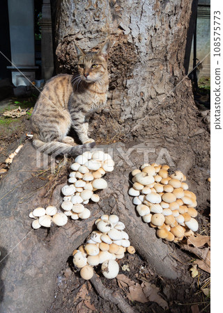 蘑菇和貓 108575773