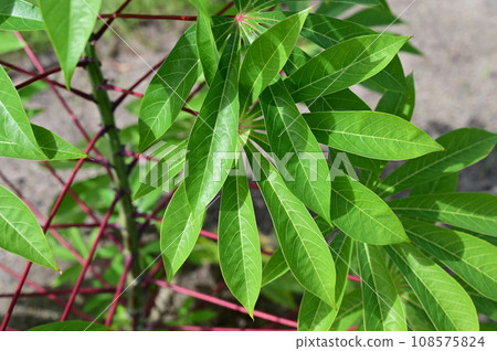 木薯（大戟科）落葉灌木 108575824