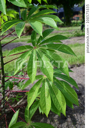 Cassava (Euphorbiaceae) deciduous shrub Cassava (Euphorbiaceae) deciduous shrub 108575835
